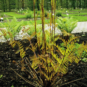 Hardy Fern Osmunda regalis 'Japonicum'